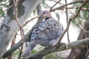 gray dove perching on tree branch