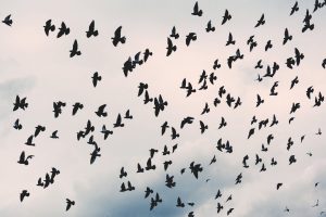 flock of black birds under white cloudy sky