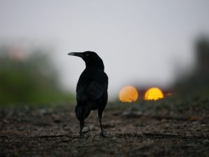 sunset bird animal grass