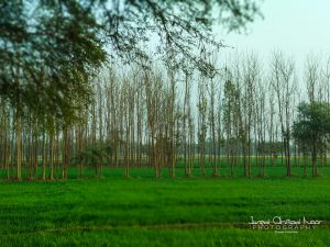 behraich countryside