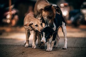 three dogs